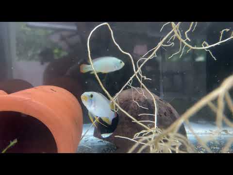 Apistogramma Panduro/ panda