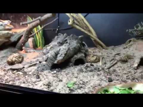 Desert Iguana (Dipsosaurus dorsalis) - Vivarium Setup & care