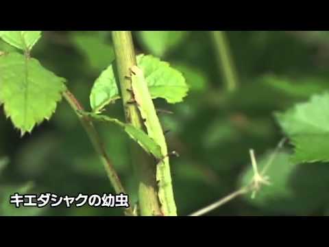 海野和男の新昆虫教室第15回　森の昆虫観察