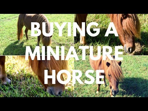 , title : '7 Things to Know BEFORE Buying a Miniature Horse'