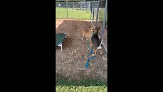 Video preview image #1 Mutt Puppy For Sale in Shelburne, VT, USA