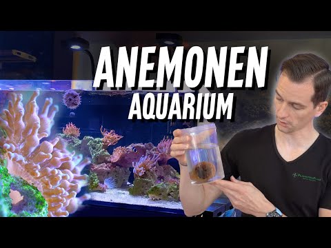 Setting up an anemone aquarium - a saltwater aquarium with only anemones?! *Display tank*