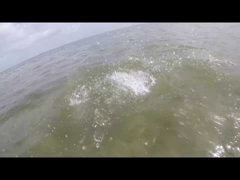Sight cast Redfish with the Ba-Donk-A-Donk Sight cast Redfish with the Ba-Donk-A-Donk