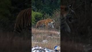 🐯 Bengal Tigers (India)🐅 #wildlife #shorts