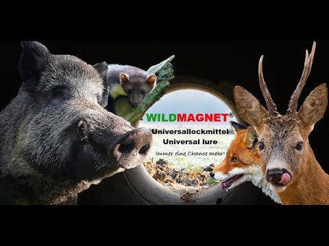 Steinmarderfang mit Wildmagnet in XXL Wippbrettfalle