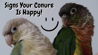 Signs Your Conure Is Happy | TheParrotTeacher