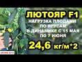 Огурец Лютояр F1. Нагрузка плодами по ярусам, 24,6 кг/м*2