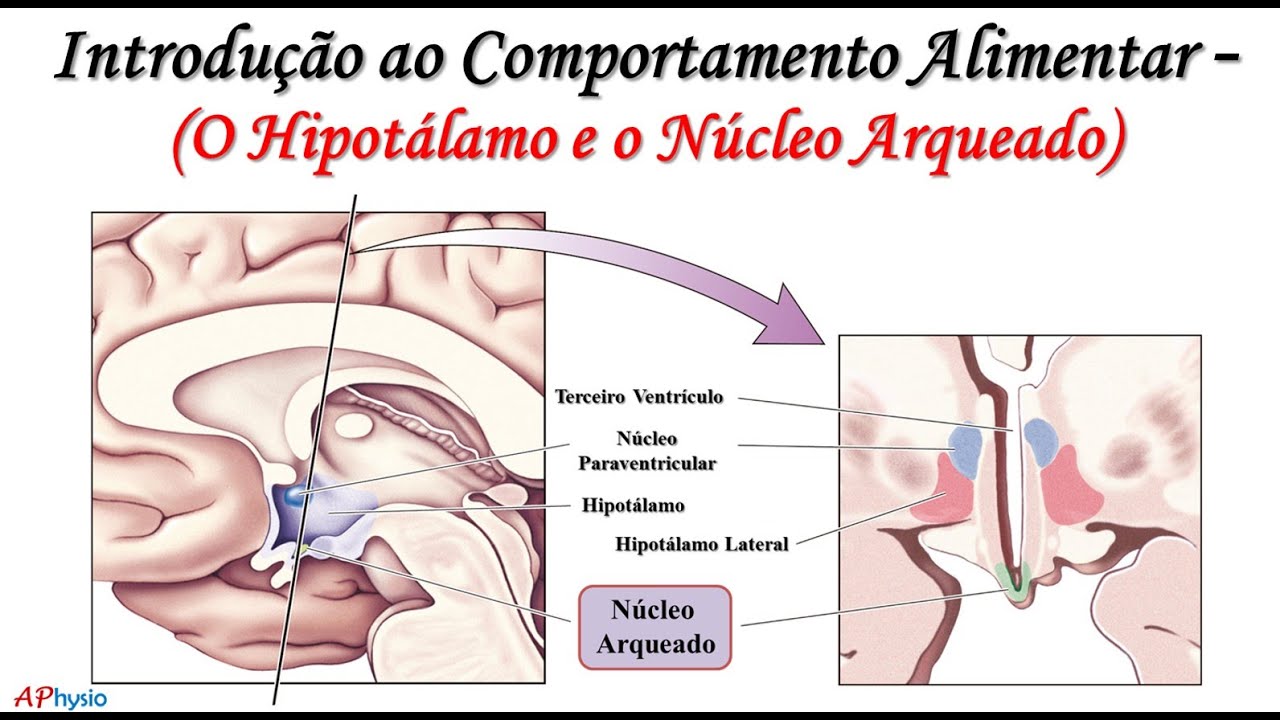 Introdução ao Comportamento Alimentar - O Hipotálamo e o núcleo arqueado
