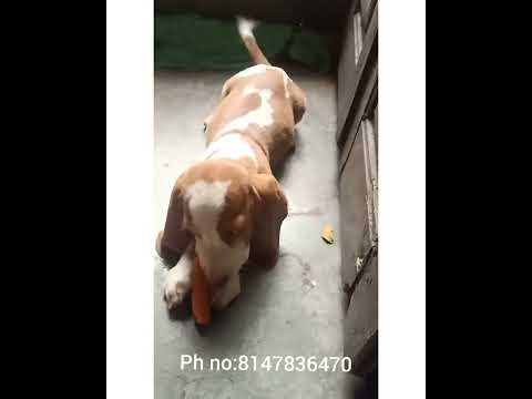 basset hound puppies for sale