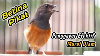 Download lagu BELUM 10 DETIK‼️KRETEKAN KERAS MURAI BETINA SANGAT JITU BIKIN JANTAN DISITU LANGSUNG RESPON EMOSI mp3 Download lagu BELUM 10 DETIK‼️KRETEKAN KERAS MURAI BETINA SANGAT JITU BIKIN JANTAN DISITU LANGSUNG RESPON EMOSI mp3