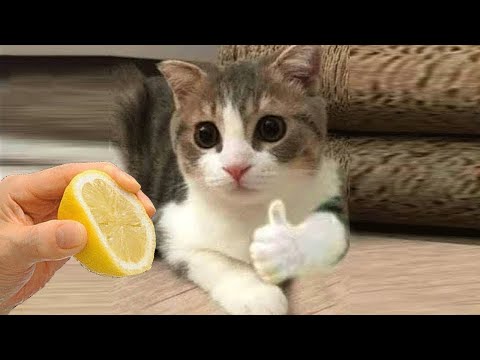 Funny Cat Videos Best Of The 2022 😂 - CattieVerse
