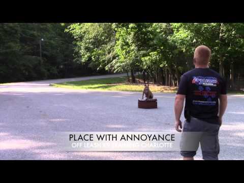 download lagu mp3 mp4 Pit Bull Rescue Nc, download lagu Pit Bull Rescue Nc gratis, unduh video klip Pit Bull Rescue Nc