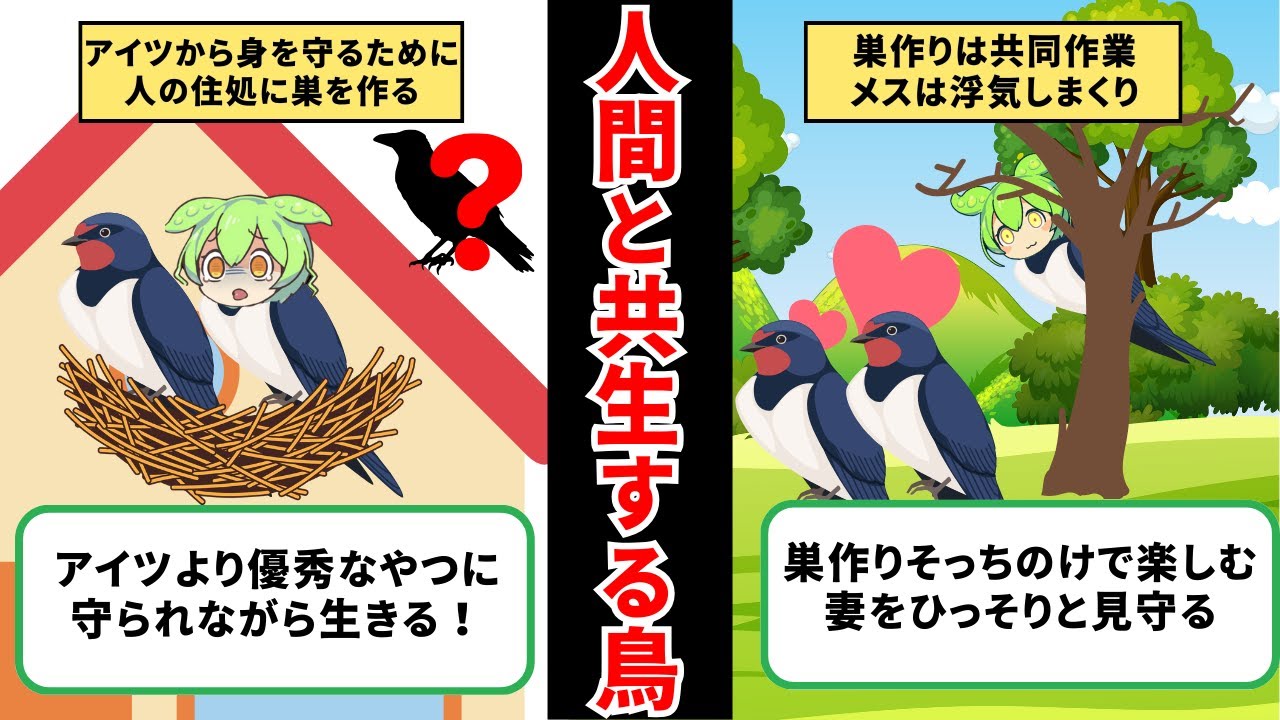 オスは辛いよ・・・ツバメの一生【ずんだもん&ゆっくり解説】