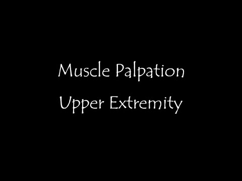 Muscle Palpation - Upper Extremity (Shoulder, Arm, Forearm, Wrist, Hand) ASMR