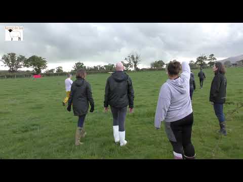 How smoothly did the team from Volvo Financial Services drive the sheep into the pen?