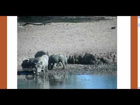 Warthogs with Piglets on  01 08 2012   2 of 2