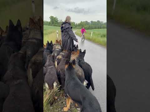 Dog pack meets bicycle #germanshepherd #animals