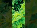 Gulu Gulu Anbarey Song Inbangal Aayiram Aayiram Song Whatsapp Status Vizhiyin Thedal ️