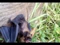 Летучая мышь / Bat 