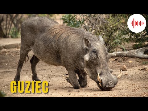 Guziec. Odgłosy Guźca. Dźwięki Guźca. Odgłosy jakie wydaje Guziec. Jak robi Guziec?