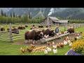 Poultry And Livestock Farming Fruit And Vegetable Harvesting In Fields And Farms Relaxing Farm