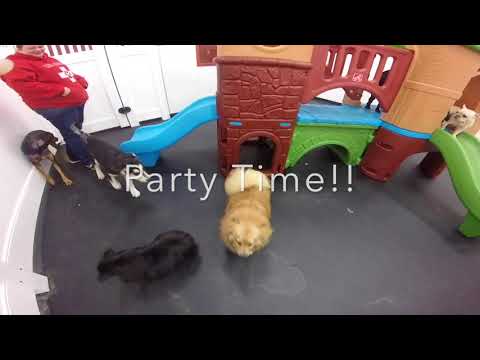 Puppy Party Pomeranian Fiesta!