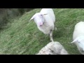 když kytka přemůže ovci (reborn-cz) - Známka: 1, váha: malá