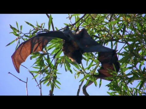 GREY-HEADED FLYING FOXES in Sydney Royal Botanic Gardens - Australia