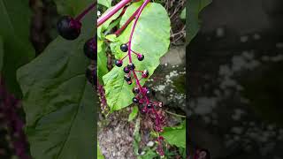 Download lagu Ripe Poke Berries (Poisonous) #tennessee #nature #plantidentification #plants mp3 Download lagu Ripe Poke Berries (Poisonous) #tennessee #nature #plantidentification #plants mp3
