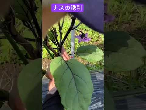 今年の最初の花がすでに美しさを見せています。彼らは何ですか？  庭園