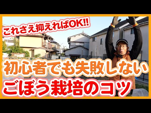 園芸 ごぼう、栽培ごぼう、ごぼう