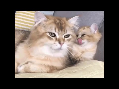 Смешные коты и кошки! Утро доброе! Свежие лучшие приколы! #смешныекоты#свежиеприколы#