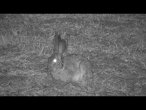 Djuma: Scrub Hare feeding - 22:47 - 09/27/21