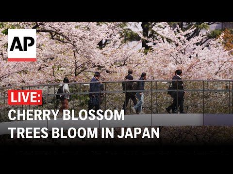 LIVE: Cherry blossom trees bloom in Japan