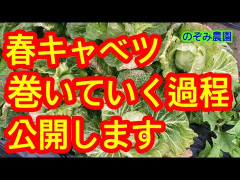 園芸 結球キャベツ、結球キャベツ