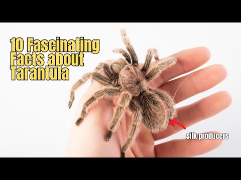 10 Facts about Tarantulas 🕷️⚠️ Tarantula Information and Facts ⛔