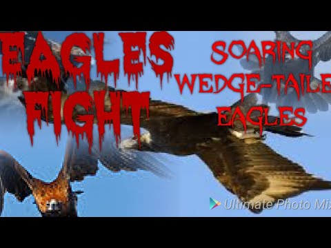 eagles fight        Soaring wedge-tailed eagles