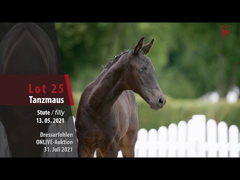 Onlive-Auktion Dressurfohlen Lot 25 Tanzmaus Stute v. Taurus - Fiano