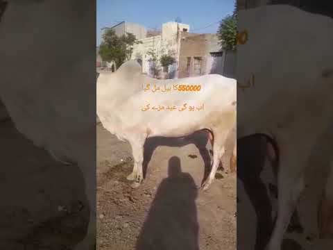 550000 ka baell #eid #eidmubarak #qurbani #special #punjabi #subhanallah #video #pakistani #love