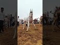 214ram Ram Horse Dance Rajsthani Camel Dance Camelcity