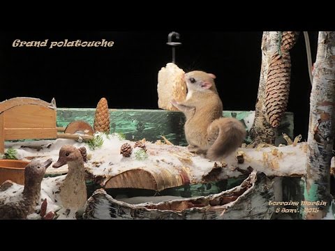 pourquoi la coquille des oeufs est blanche