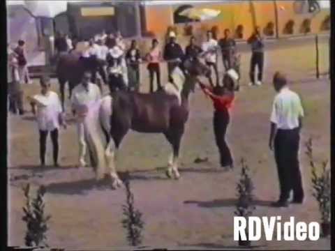 RDVideo - 1999 Fiera Cavalli Carraia - Morfologia razze Quarter, Appaloosa e Paint