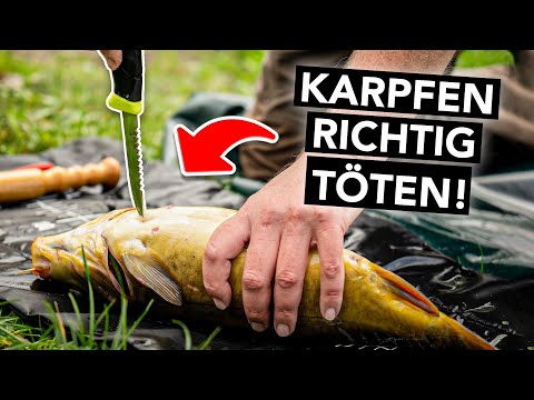 Karpfen waidgerecht betäuben und töten (empfohlene Methode)