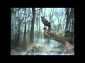 Anlipnes - the raven and the rose (mdb cover ...