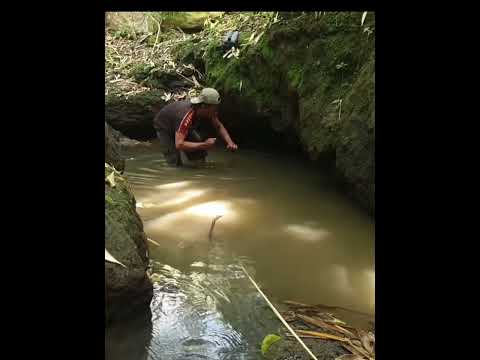Unique Eel Trapping Skills Catching Giant Eels Fish 👏