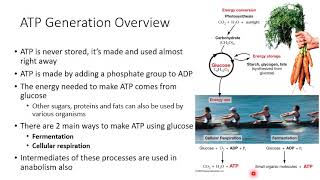 Ch 9: Cellular Respiration and Fermentation