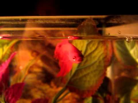 Betta Fish Fin Rot Info and how to cure