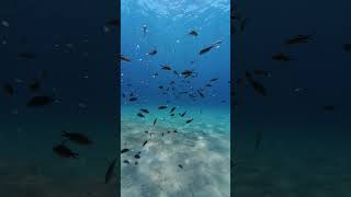 How perfect is the water visibility?!