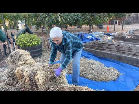 Straw Bale Gardening  Part 3 -  End of the Season