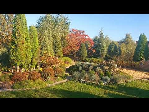 Неприхотливые кустарники. Создаём сад быстро и красиво.